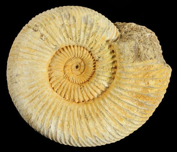 Perisphinctes Ammonite - Jurassic #54251